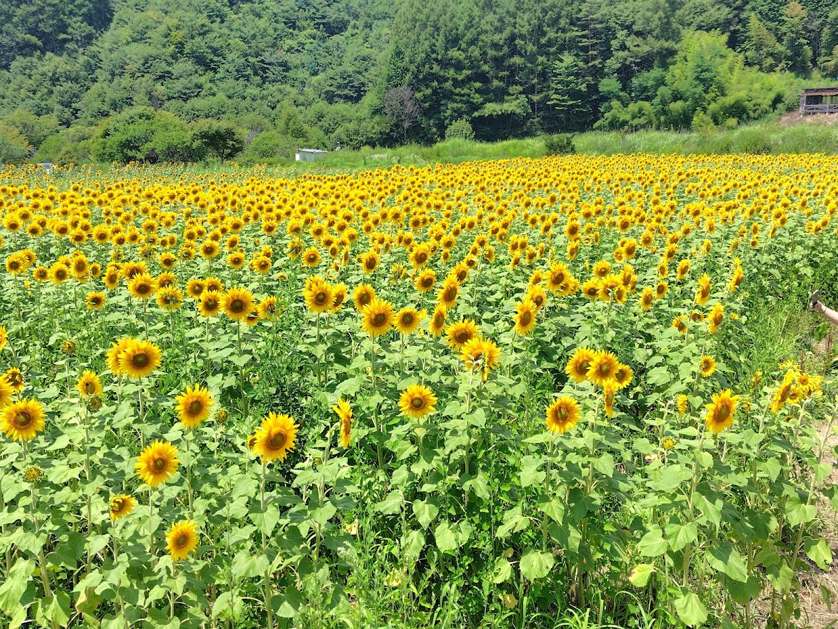 Hiraya Village Trial Venue