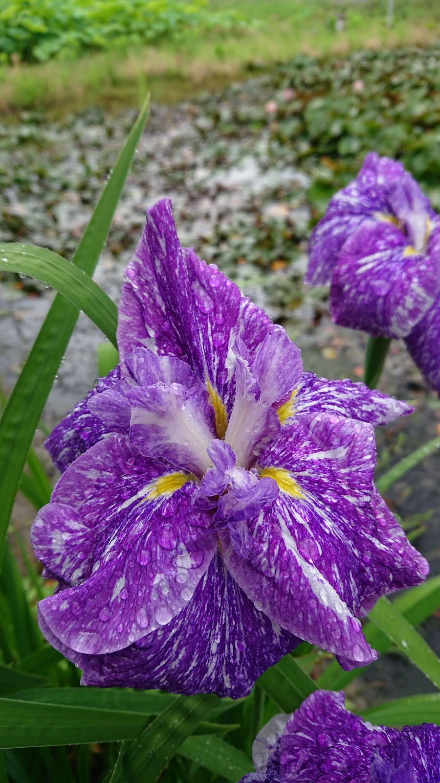 Green Park Okayama (Mie)